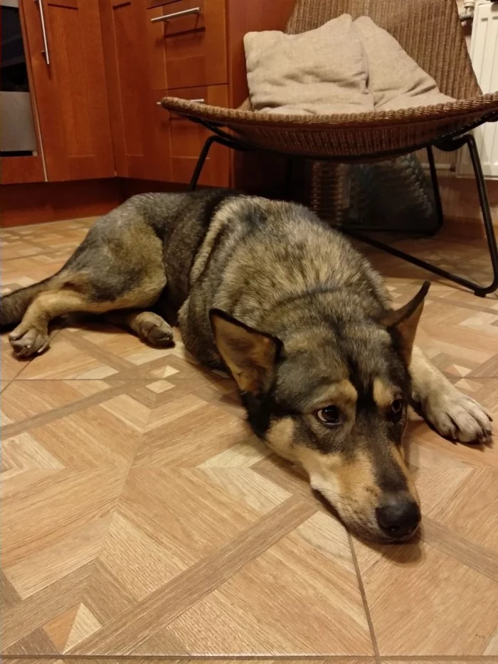 Adorable dog looking for a new/old home - Dog, No rating, Saint Petersburg, Longpost, In good hands