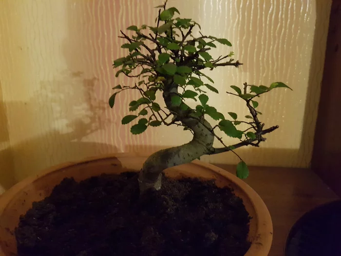 Who are you warrior? - My, Plants, Bonsai