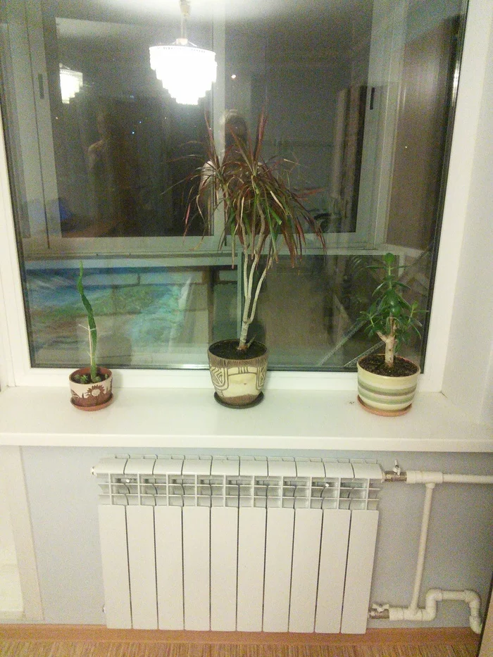 Continuation of the post Who survives in a bachelor's apartment - My, Houseplants, Cactus, Plants, Dracaena, Money Tree, Reply to post, Longpost