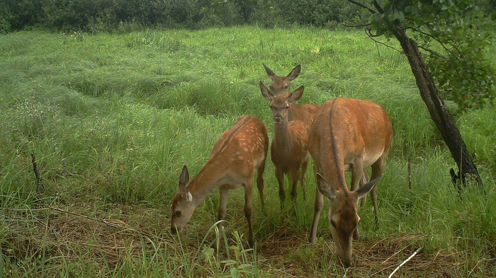 Радиация и Чернобыль. Дикие животные в зоне отчуждения Чернобыль, Природа, Радиация, Животные, Длиннопост, ЧАЭС