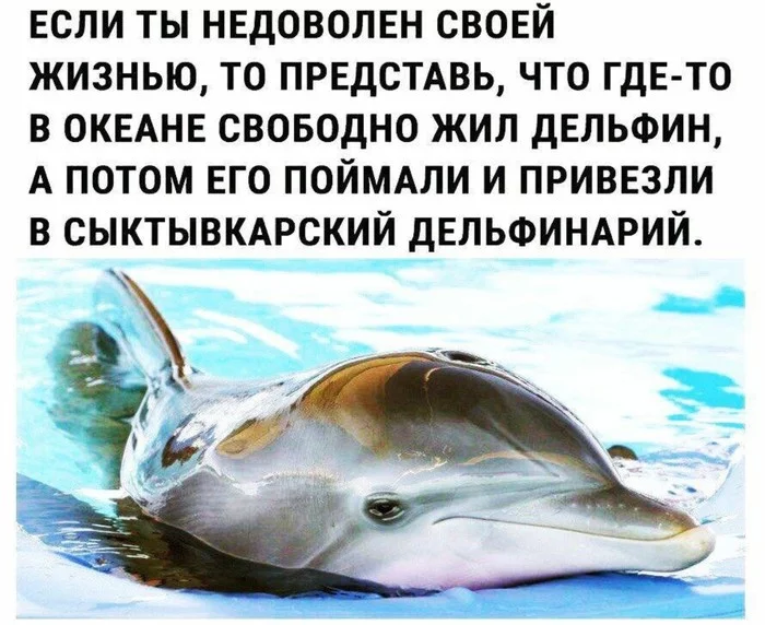 Dolphin Syktyvkarets - Dolphin, Syktyvkar, Ocean, Liberty, Dolphinarium, Picture with text
