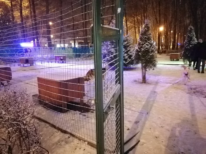 Dogs are kept outside - Husky, No rating, Moscow, Izmailovsky park, Longpost