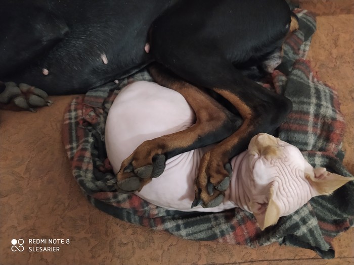 Межвидовая доминантность