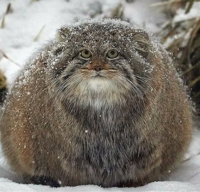 Me after the holidays - Pallas' cat, Fluffy, Excess weight, Fur, Small cats, Cat family, Predatory animals, Wild animals