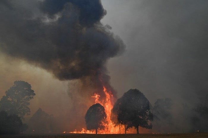 The Irwin family helps animals affected by wildfires - Steve Irwin, Australia, Fire, Help, Animals, Hell on earth, The photo, Video, Longpost