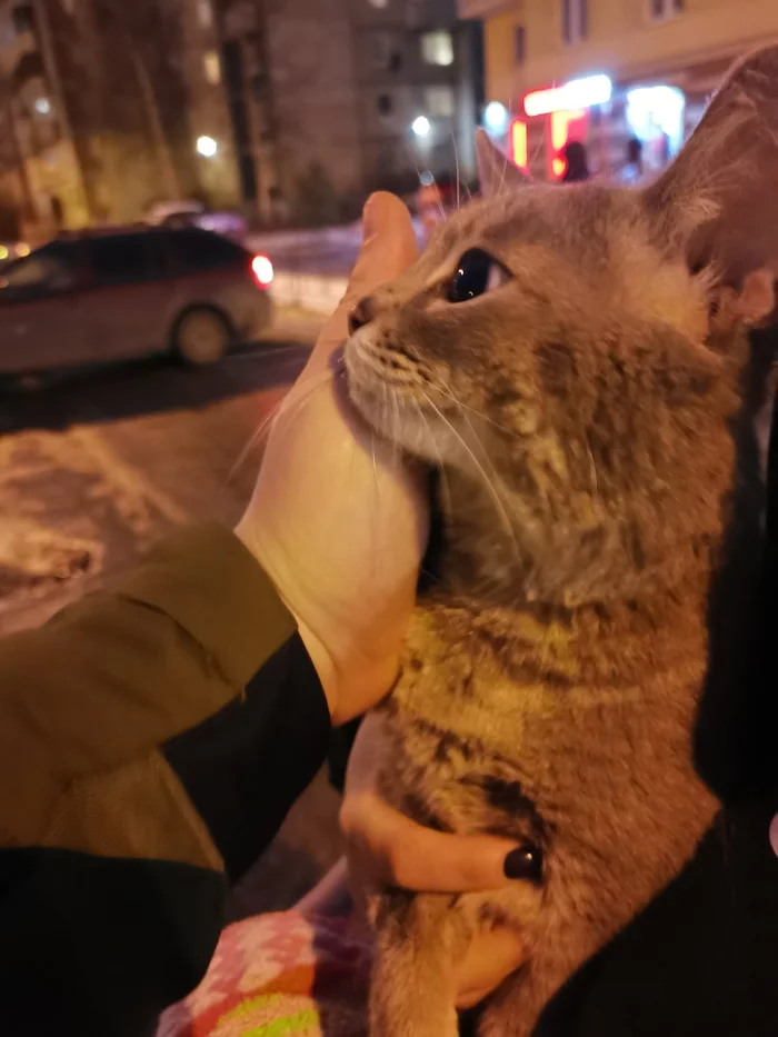 В добрые руки с верой в новогоднее чудо) - Без рейтинга, Санкт-Петербург, В добрые руки, Длиннопост, Кот