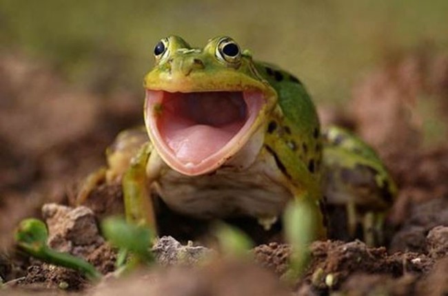 When I found out that transport prices had risen by 10 rubles - From the network, Transport, Frogs