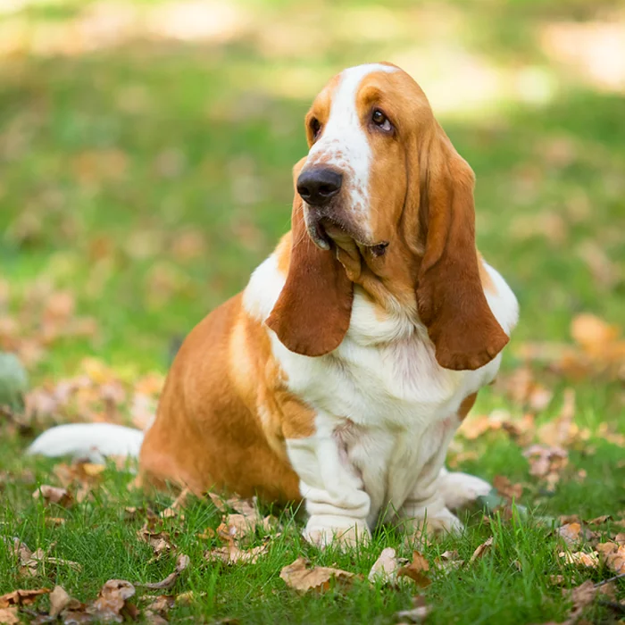 Basset hound dog with sad eyes - My, Dog, Animals, Biology, Pets, Longpost