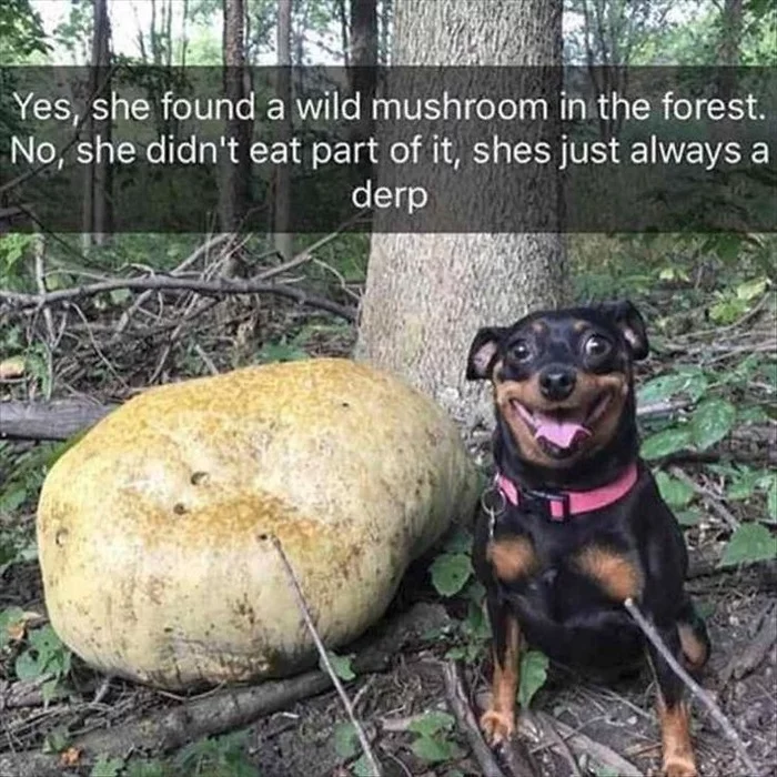 She's always like this - Dog, Softheaded, The photo, Mushrooms