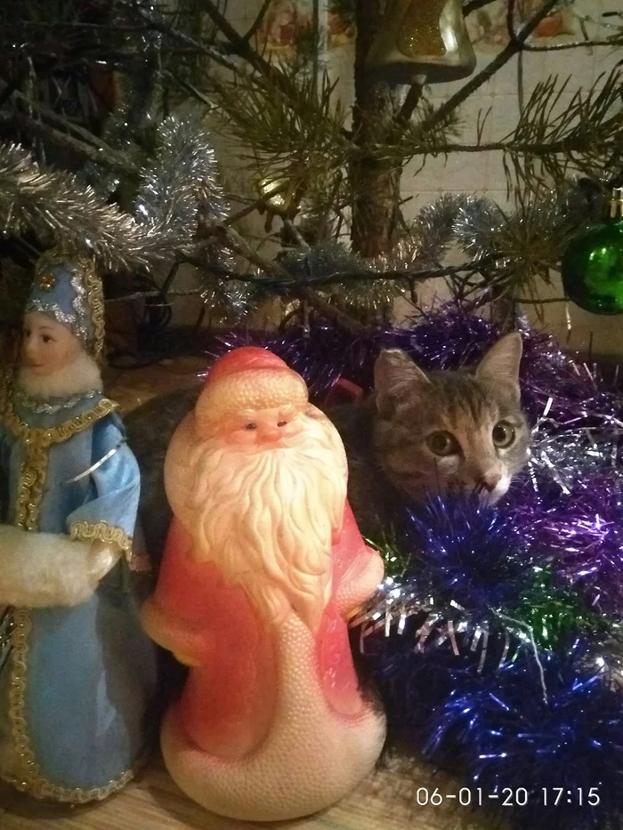 Pending - My, New Year, Christmas tree, Catomafia, cat