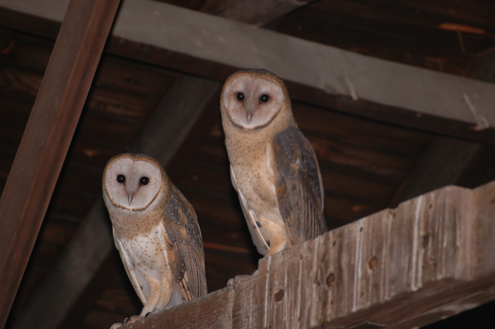 Что это за штука - 76 Перевел сам, Reddit, WhatIsThisThing, Видео, Длиннопост