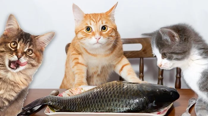 Well guys. How will we divide the spoils? - cat, A fish, Miner, Partition, Photoshop