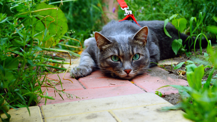 ,  ... , ,  , Sony alpha 58