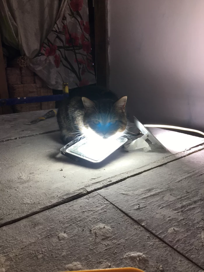 Catolamp - Cat with lamp, Catomafia, cat