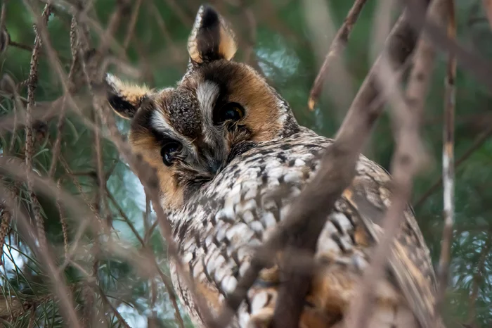 Long eared owl - My, Owl, Birds, The photo, Nikon, Saint Petersburg, Longpost