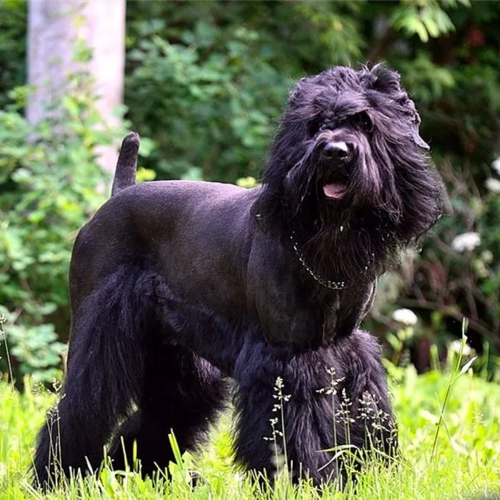 Black Russian Terrier: the pearl of domestic dog breeding - My, Dog, Animals, Pets, Interesting, Facts, Longpost, Dog breeding, Russian Black Terrier