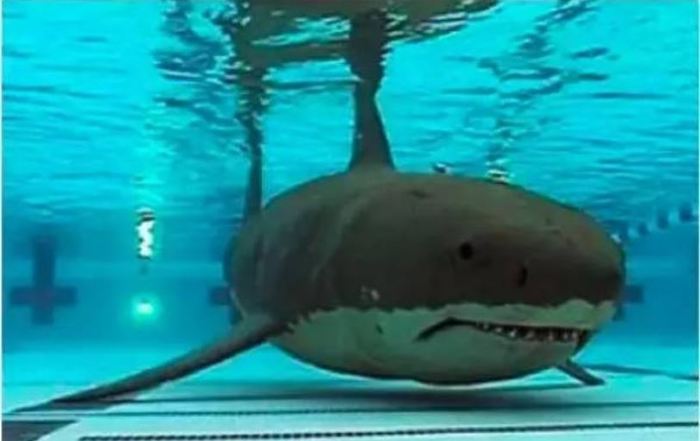 Who didn't have this fear as a child? - Shark, Swimming pool, Childhood fears, The photo