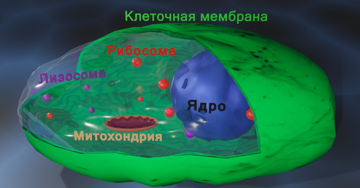 Жизнь клетки. Ядро клетки анимация.