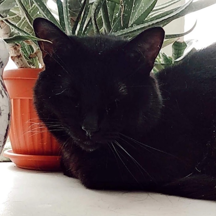 Попробуйте сфоткать пятно - получится фото черного кота