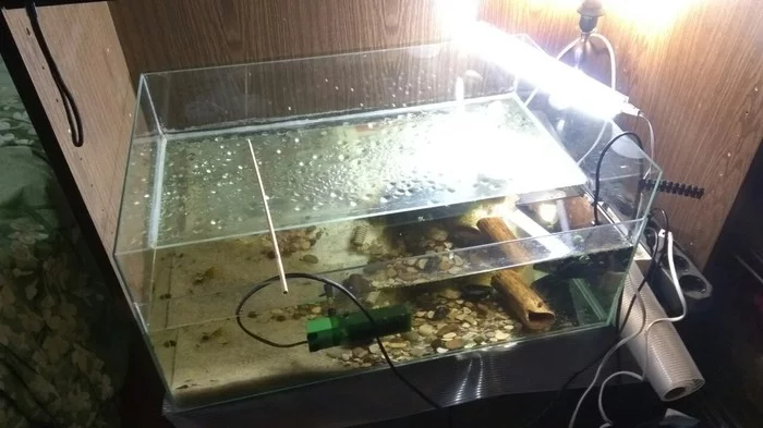 Crayfish farm, or how I ended up growing crayfish - My, Dwarf cancer, Crayfish, Farm, Aquarium, Longpost