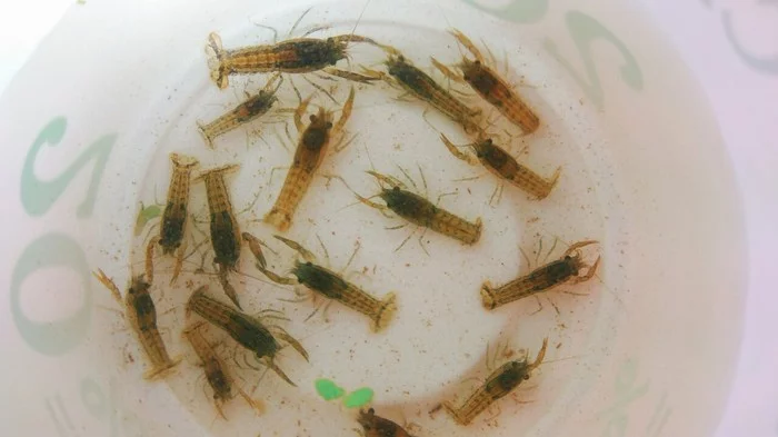 Crayfish farm, or how I ended up growing crayfish - My, Dwarf cancer, Crayfish, Farm, Aquarium, Longpost