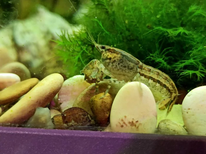 Crayfish farm, or how I ended up growing crayfish - My, Dwarf cancer, Crayfish, Farm, Aquarium, Longpost