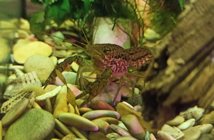 Crayfish farm, or how I ended up growing crayfish - My, Dwarf cancer, Crayfish, Farm, Aquarium, Longpost