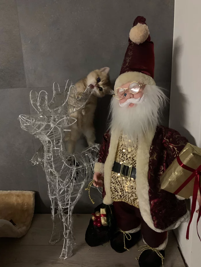 Christmas stealer! - My, cat, Father Frost, Deer