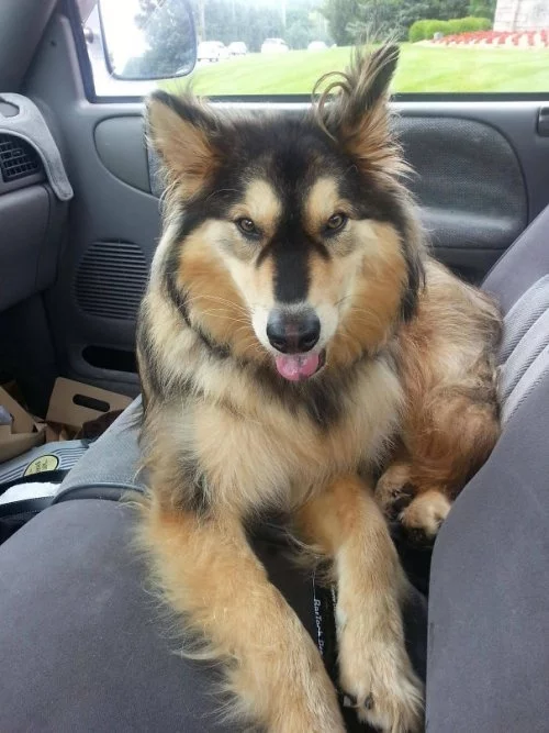 Хаски +. Как выглядят помеси хаски с другими породами Хаски, Помесь, Собака, Длиннопост