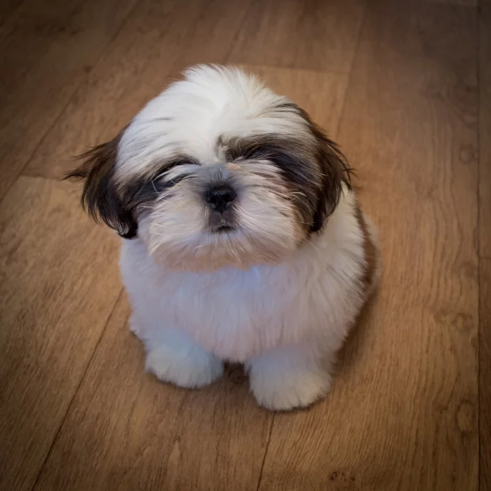 Fluffy ball - My, Dog, Shih Tzu, Puppies, Pets, Milota