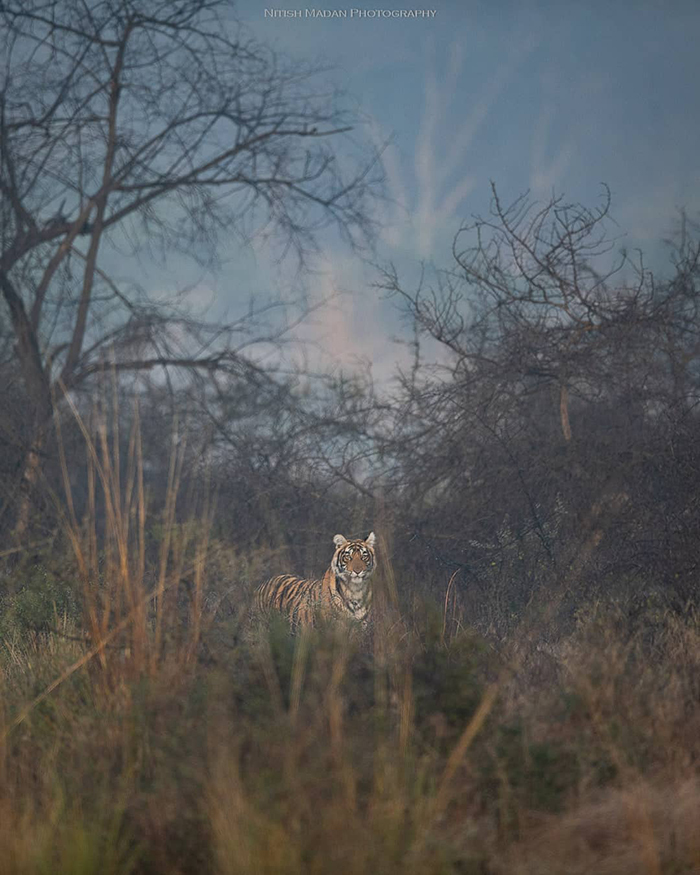 Bengal tigers - Tiger, Nature, India, The photo, Longpost, Animals