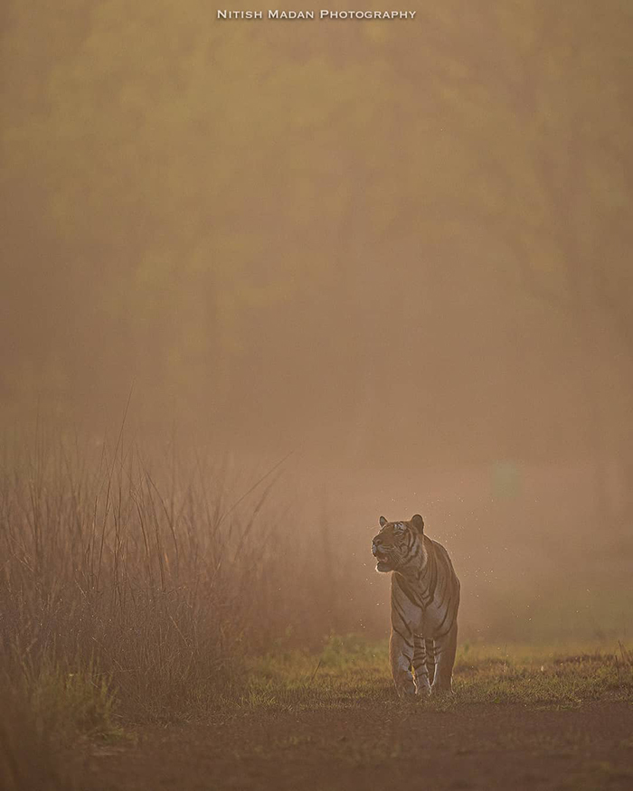 Bengal tigers - Tiger, Nature, India, The photo, Longpost, Animals