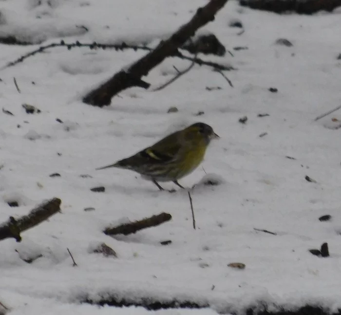 Male siskin in Sosnovka park. 01/06/2020 - My, Siskin, Ornithology, Sosnovka Park, Saint Petersburg, Birds, Bird watching, Longpost