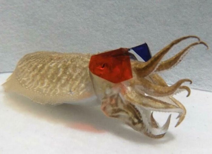 Каракатицы в 3D очках