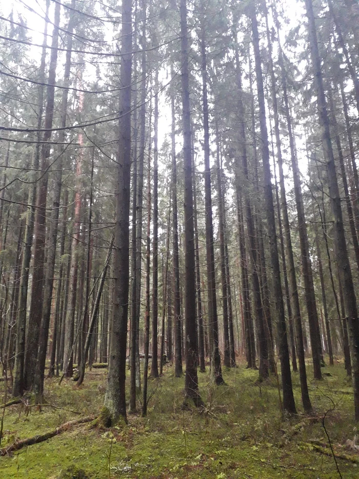 Just a photo of a winter forest near St. Petersburg - My, Mobile photography, No filters, Forest, Winter, Saint Petersburg, Nature