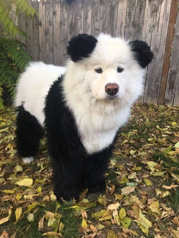 pando dog - Dog, Panda