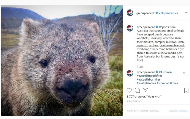 He saved burnt guys in holes - Wombats, Australia, Fire, Video, Longpost