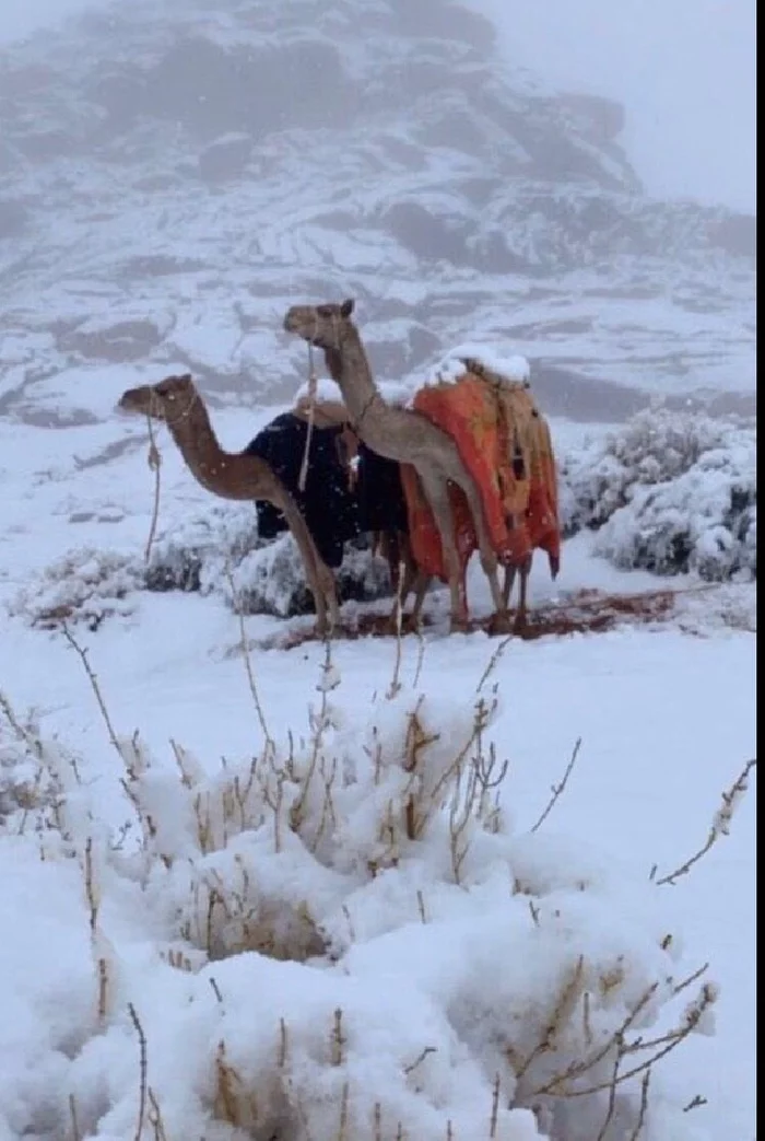 Snowfall in Saudi Arabia - Climate change, Snow, Longpost, Saudi Arabia