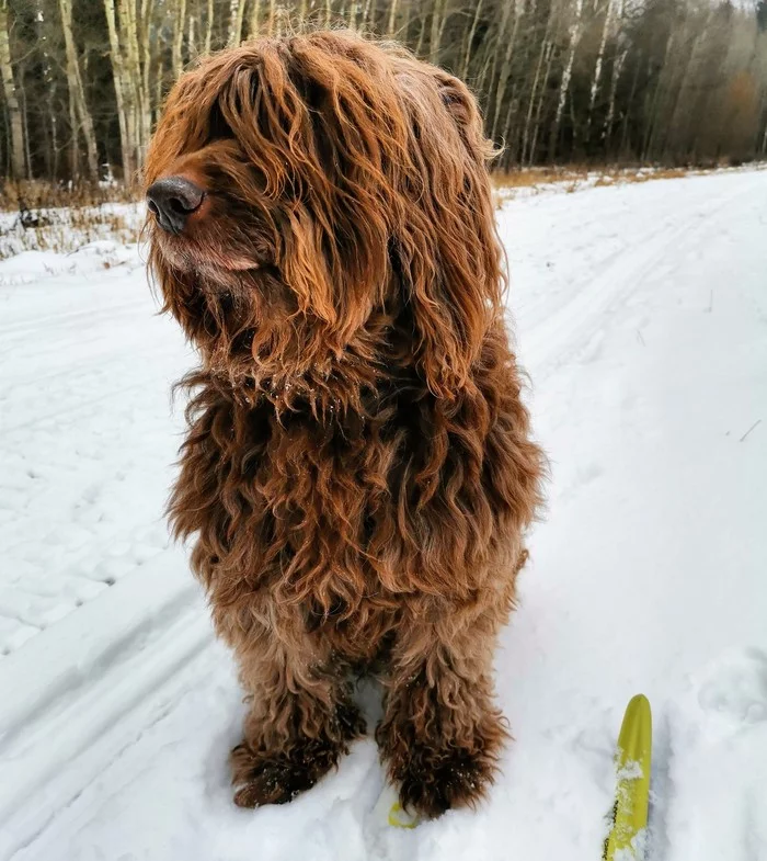 Fedya - My, Dog, Skis, Winter