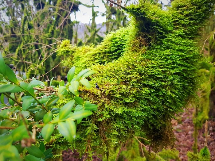 Yew-boxwood forest or a fairy tale in reality - My, Aquascape, Boxwood, Yew-boxwood grove, Akhun, Moss, Florarium, Longpost