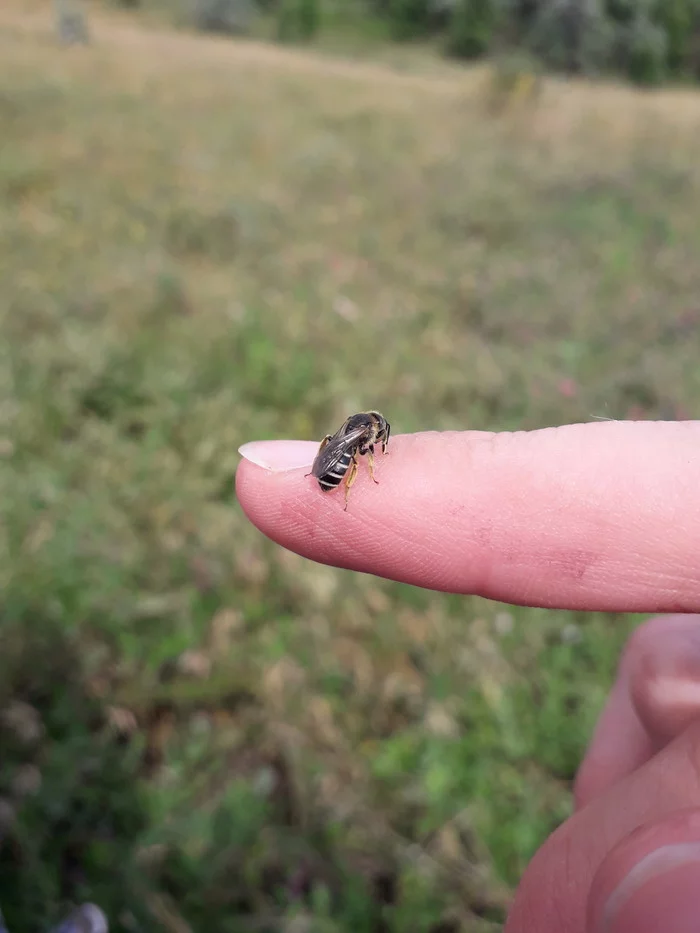 Photo photo photo - My, The photo, Insects, Bees, Wasp