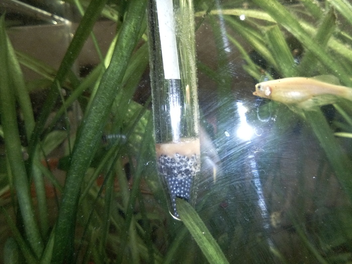 Рыбке поплохело