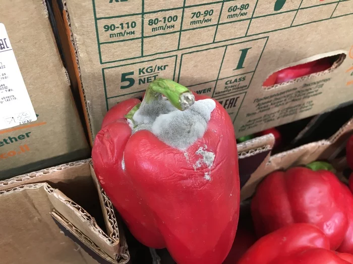 When a Freshness Director Needs a Freshness Director - My, Dixie, Mold, Quality, Longpost