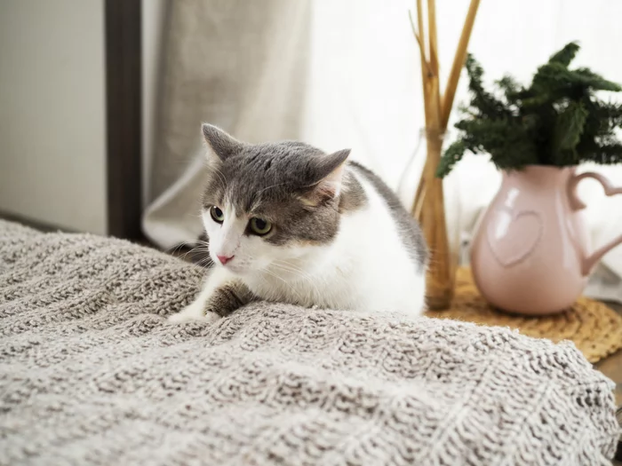 Фотосессия котиков приюта г. Челябинск - Моё, Кот, Котомафия, Без рейтинга, Челябинск, Приют, Длиннопост