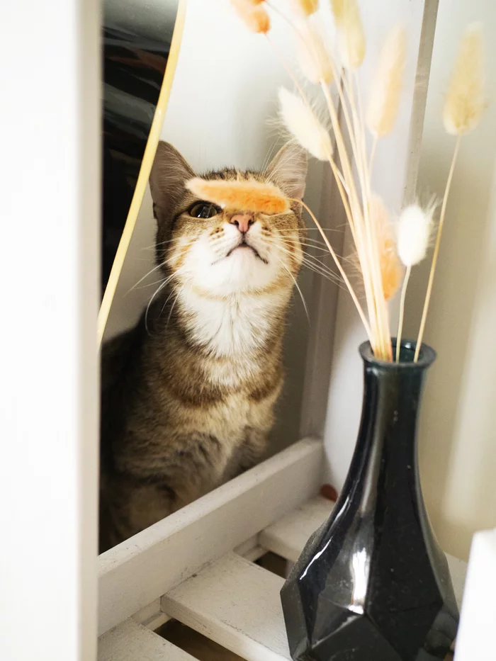Фотосессия котиков приюта г. Челябинск - Моё, Кот, Котомафия, Без рейтинга, Челябинск, Приют, Длиннопост