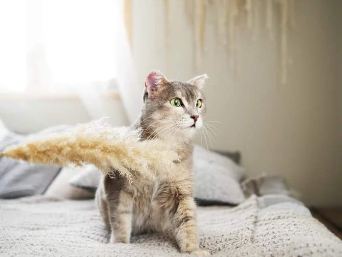 Фотосессия котиков приюта г. Челябинск - Моё, Кот, Котомафия, Без рейтинга, Челябинск, Приют, Длиннопост