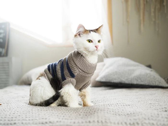 Фотосессия котиков приюта г. Челябинск - Моё, Кот, Котомафия, Без рейтинга, Челябинск, Приют, Длиннопост