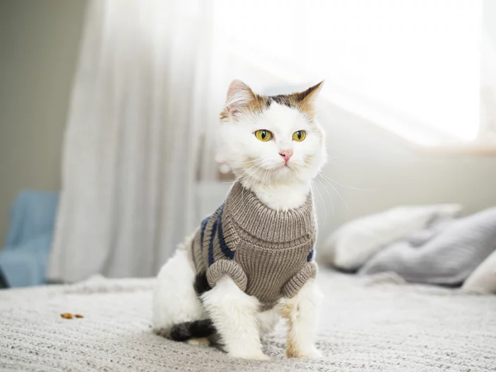 Фотосессия котиков приюта г. Челябинск - Моё, Кот, Котомафия, Без рейтинга, Челябинск, Приют, Длиннопост