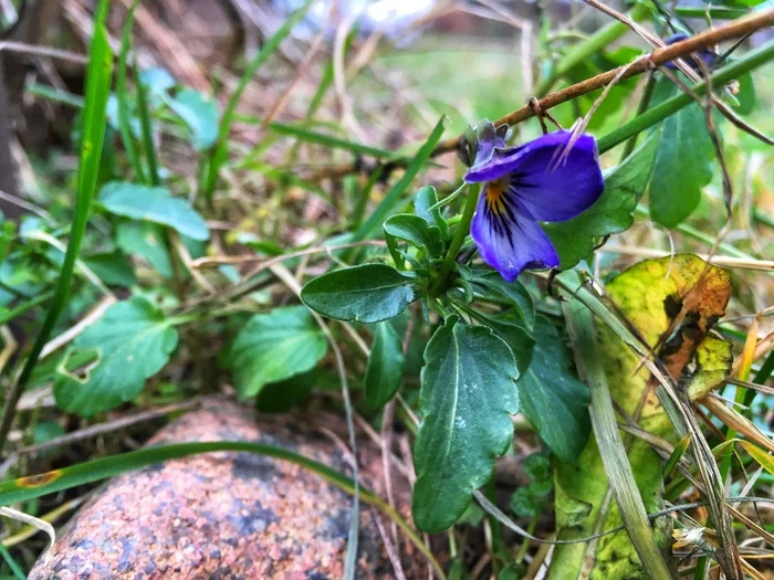 01/14/20. Karelian Isthmus - My, Flowers, Winter