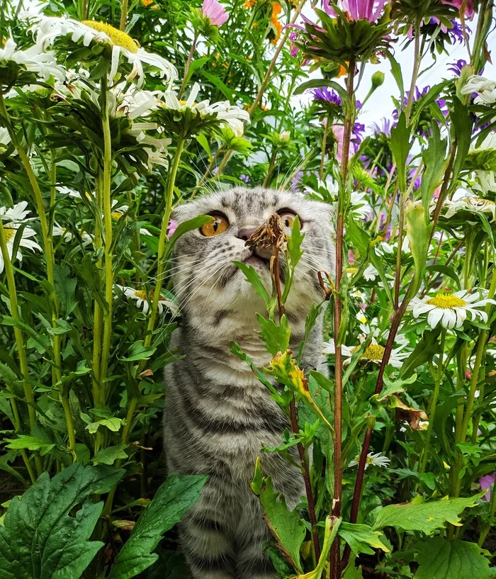 Cat in daisies - My, Catomafia, cat, The photo, Beginning photographer